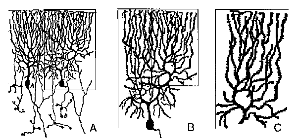 Dendritic Tree